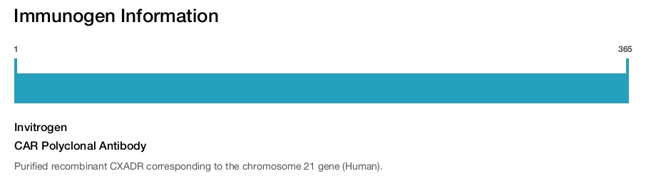 CAR Polyclonal Antibody