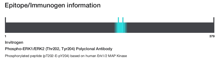 Phospho-ERK1/ERK2 (Thr202, Tyr204) Polyclonal Antibody
