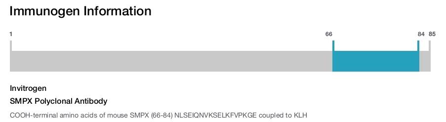 SMPX Polyclonal Antibody