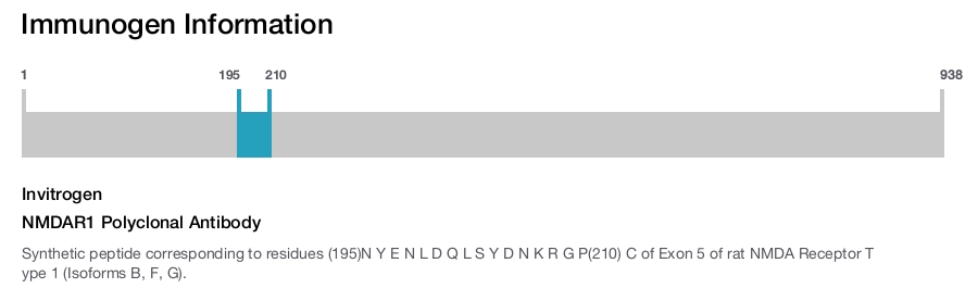 NMDAR1 Polyclonal Antibody