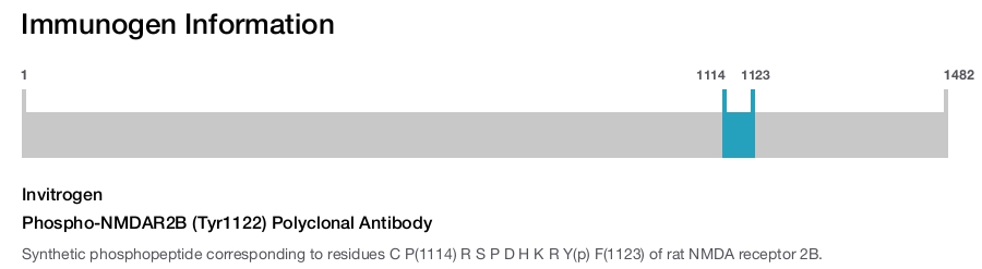 Phospho-NMDAR2B (Tyr1122) Polyclonal Antibody