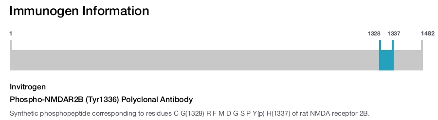 Phospho-NMDAR2B (Tyr1336) Polyclonal Antibody