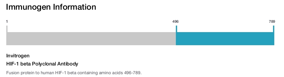 HIF-1 beta Polyclonal Antibody
