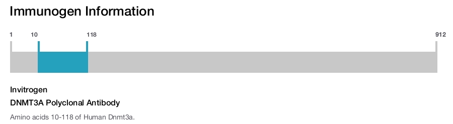 DNMT3A Polyclonal Antibody