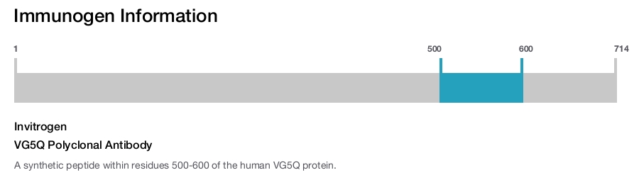 VG5Q Polyclonal Antibody