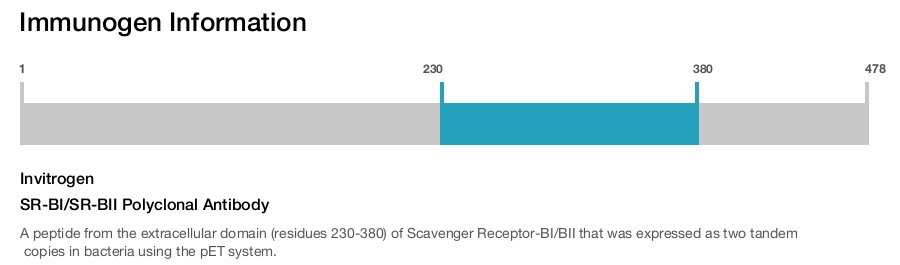 SR-BI/SR-BII Polyclonal Antibody