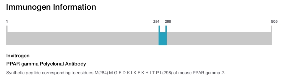 PPAR gamma Polyclonal Antibody