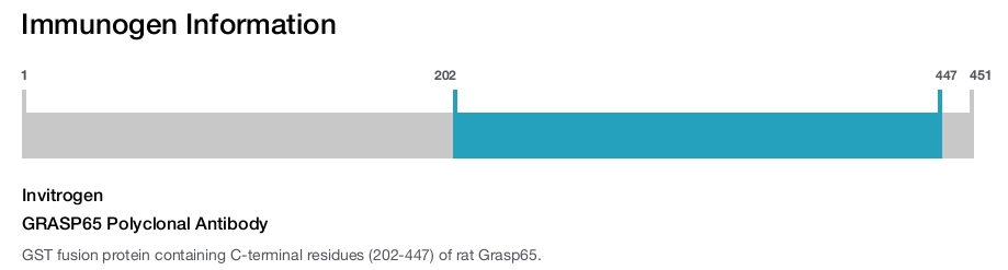 GRASP65 Polyclonal Antibody