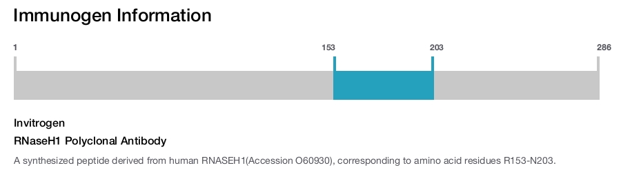 RNaseH1 Polyclonal Antibody