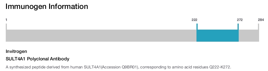 SULT4A1 Polyclonal Antibody