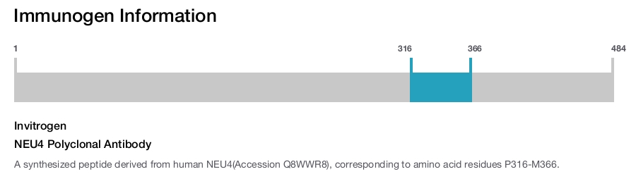 NEU4 Polyclonal Antibody