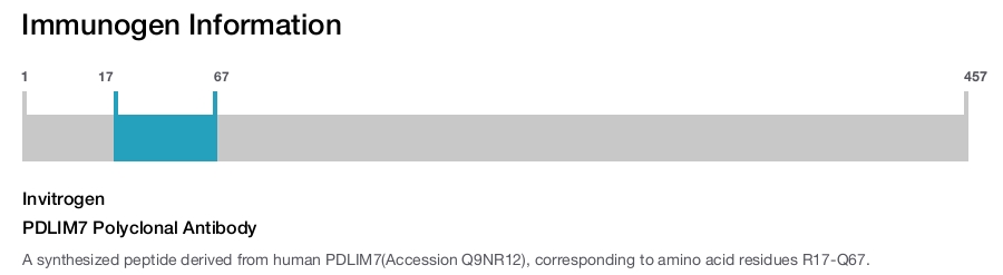 PDLIM7 Polyclonal Antibody