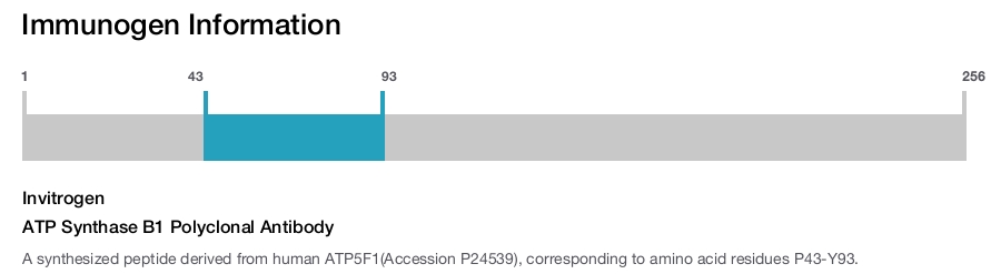 ATP Synthase B1 Polyclonal Antibody