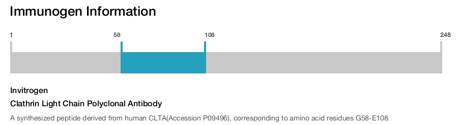 Clathrin Light Chain Polyclonal Antibody