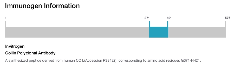 Coilin Polyclonal Antibody