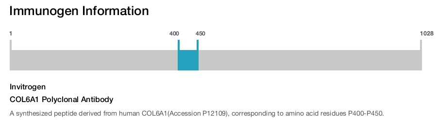 COL6A1 Polyclonal Antibody
