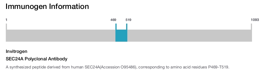 SEC24A Polyclonal Antibody