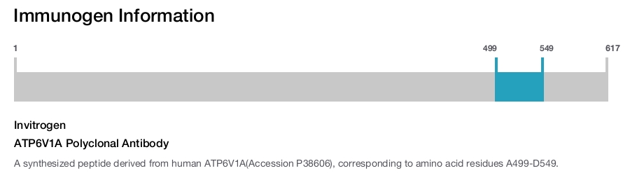 ATP6V1A Polyclonal Antibody