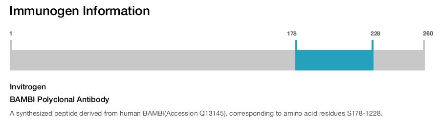 BAMBI Polyclonal Antibody