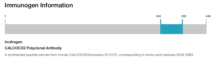 CALCOCO2 Polyclonal Antibody