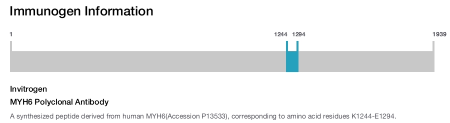 MYH6 Polyclonal Antibody