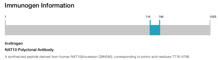 NAT10 Polyclonal Antibody