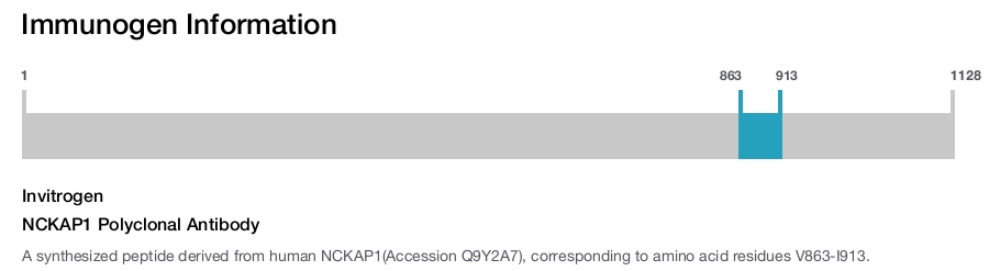 NCKAP1 Polyclonal Antibody