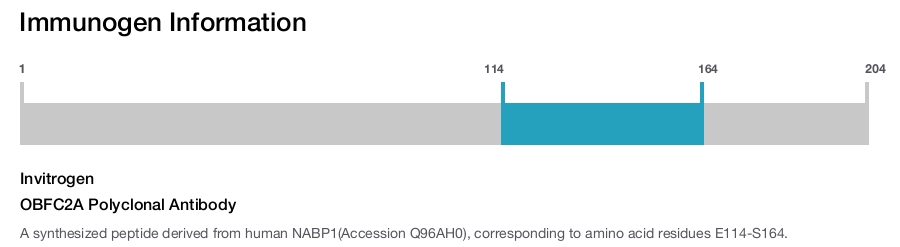 OBFC2A Polyclonal Antibody