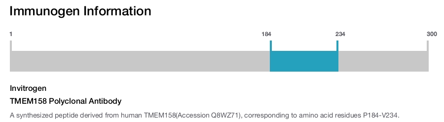 TMEM158 Polyclonal Antibody