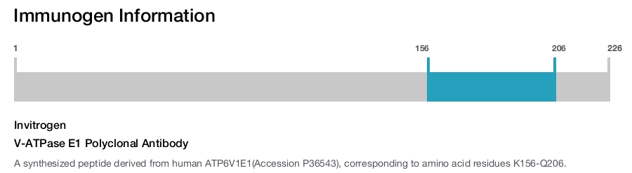 V-ATPase E1 Polyclonal Antibody
