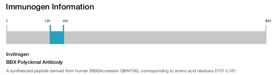 BBX Polyclonal Antibody