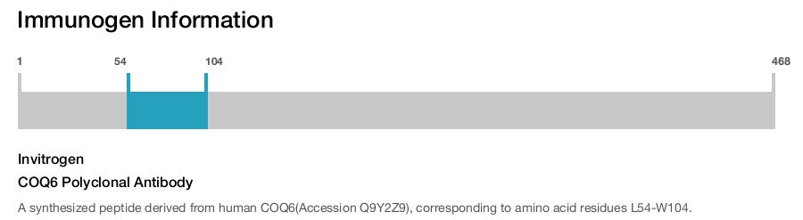 COQ6 Polyclonal Antibody