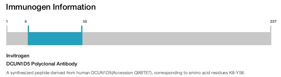 DCUN1D5 Polyclonal Antibody