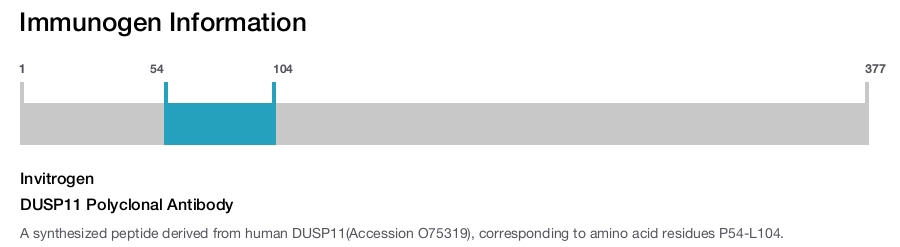 DUSP11 Polyclonal Antibody