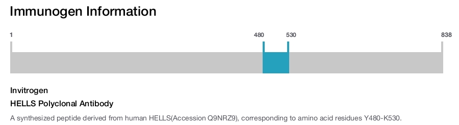 HELLS Polyclonal Antibody
