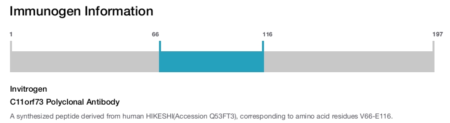 C11orf73 Polyclonal Antibody
