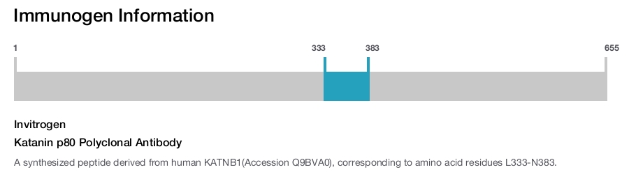 Katanin p80 Polyclonal Antibody