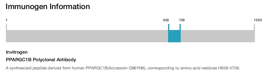 PPARGC1B Polyclonal Antibody