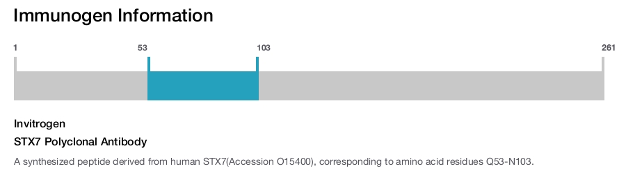 STX7 Polyclonal Antibody