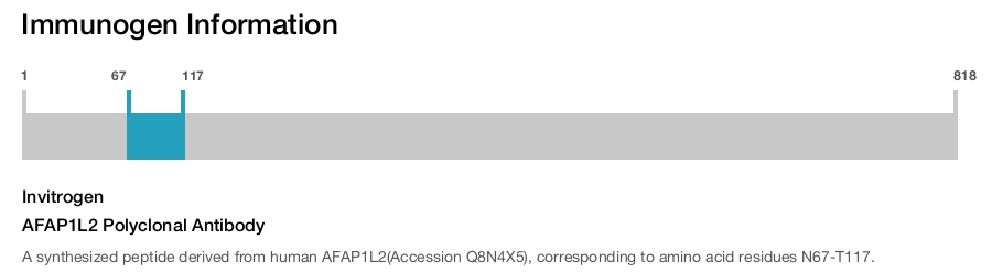 AFAP1L2 Polyclonal Antibody