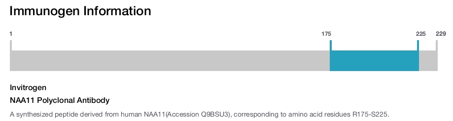 NAA11 Polyclonal Antibody