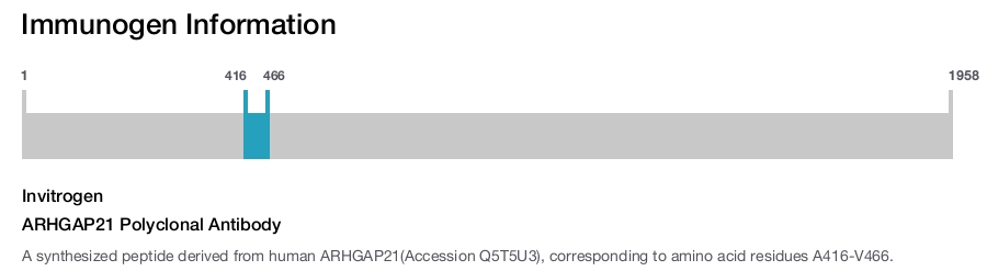 ARHGAP21 Polyclonal Antibody