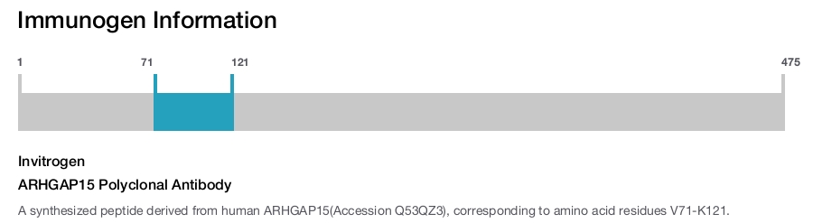 ARHGAP15 Polyclonal Antibody