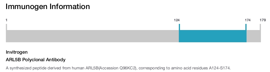 ARL5B Polyclonal Antibody