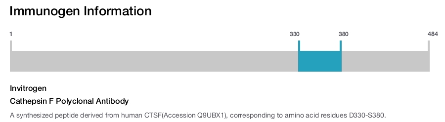 Cathepsin F Polyclonal Antibody