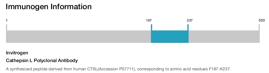 Cathepsin L Polyclonal Antibody