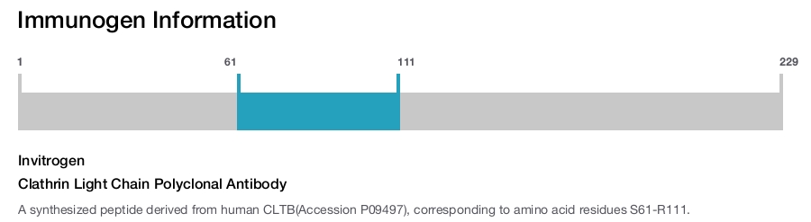 Clathrin Light Chain Polyclonal Antibody