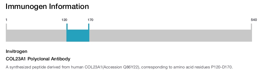 COL23A1 Polyclonal Antibody
