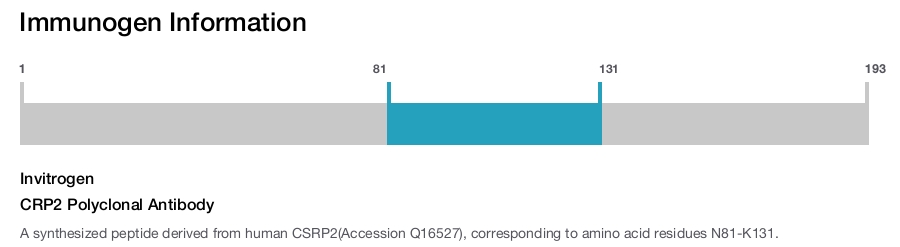 CRP2 Polyclonal Antibody