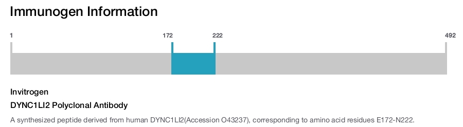 DYNC1LI2 Polyclonal Antibody